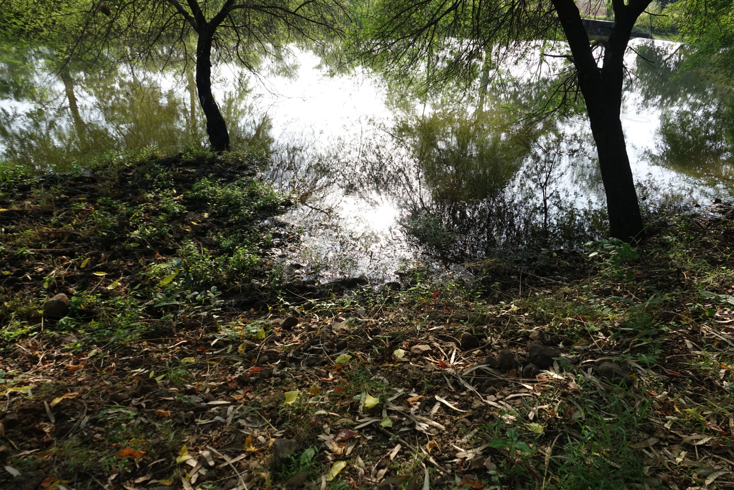 trees-with-lake