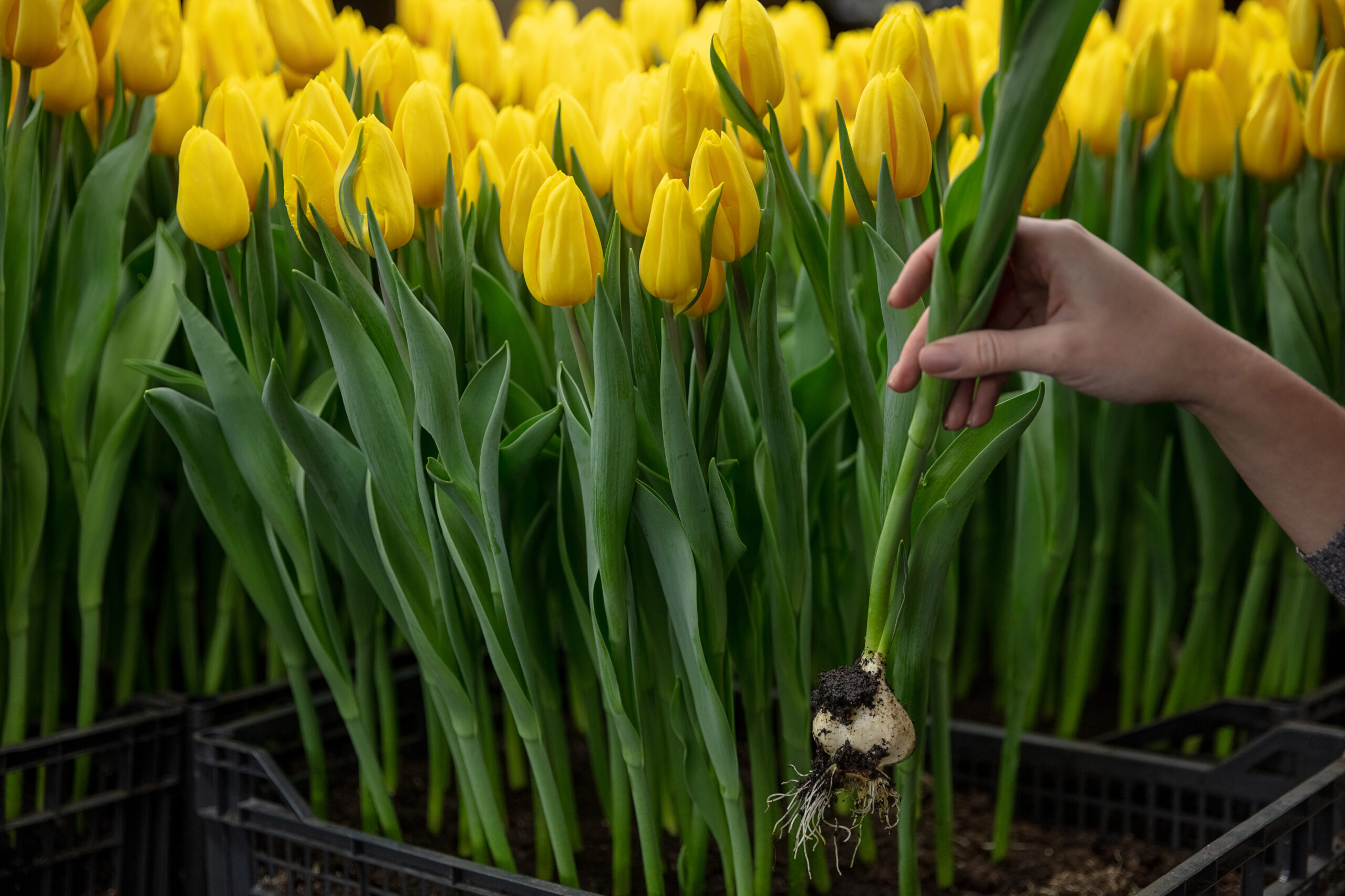 Growing tulips in a greenhouse - crafted manufacture for your celebration. Selected spring flowers in shiny yellow colors. Mother's, woman's day, preparation for holidays, brightful colors. Plants care.